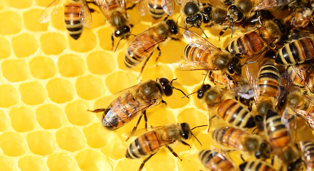 Sand & Honey: Building Honeypots